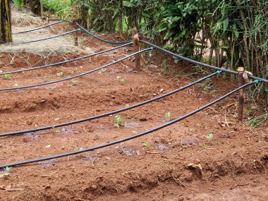 Drip Irrigation